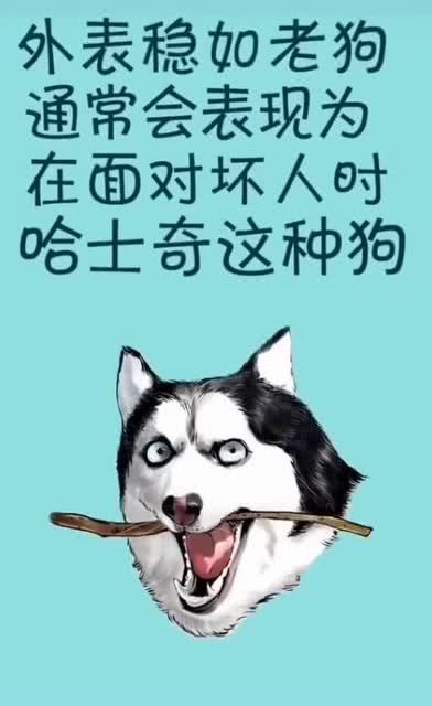 为什么哈士奇不适合做警犬 