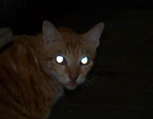 为什么猫的眼睛晚上能看见东西 