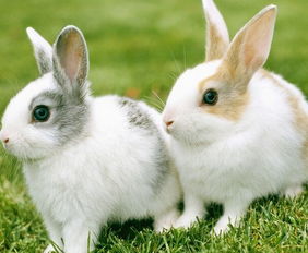 兔子的生理特征生活习性详解