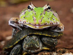 青蛙坐在乌龟上搭顺风车,没想到最后却来青蛙推车 