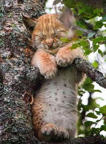 宠趣 年度最美的瞬间,猞猁猫边爬树边睡觉 