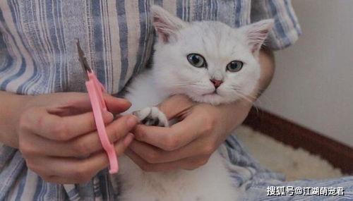 猫咪不让你摸爪子的6个原因,不信任你只是其中一个