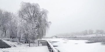 别等大雪了,12月上旬不来 烟台气象发布权威预测 这个冬天有点暖