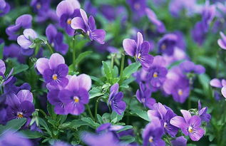 盆栽紫罗兰怎么养 养殖技术