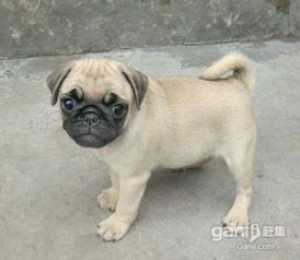 北京国泰宠物狗场出售巴哥犬多少钱2500元到10000元
