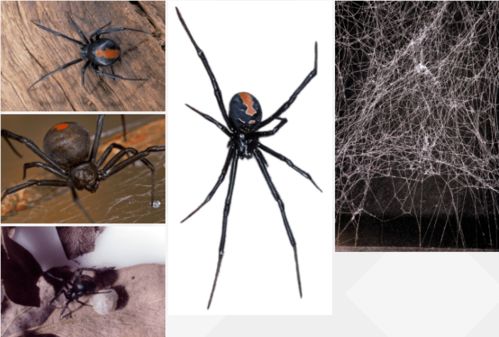 夏季蜘蛛出没 澳洲这些蜘蛛的危险性你了解多少 上