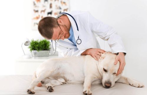 狗狗打疫苗需要注意什么