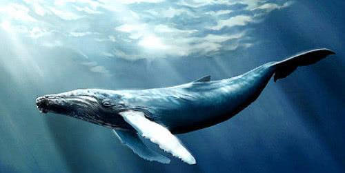 为何鲸鱼的死亡被人们称为是 鲸落 究竟有着什么美好的寓意呢