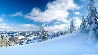 冰天雪地一打一正确生肖