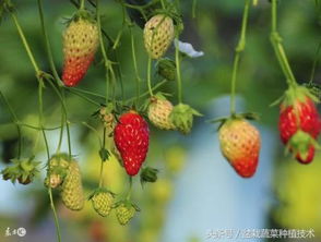 阳台种草莓三个注意事项 