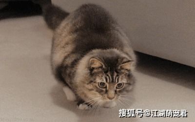 猫咪冷知识 猫咪肉垫的 秘密 ,你知道几个