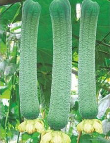 丝瓜这样定植及搭建瓜棚种一颗都吃不完,丝瓜苗的养殖方法