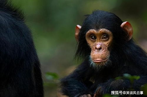 为什么人类成为了智慧生物,而类人猿却还是野兽