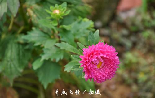 翠菊