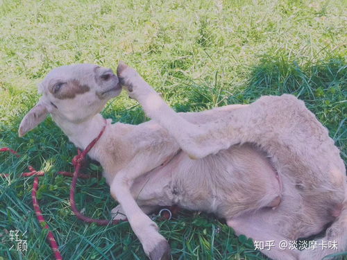 澳大利亚牧羊犬,简称澳牧 但是现在很多人不知道,养澳牧的朋友,来说说拥有一只澳牧的感受 