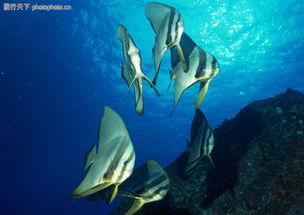 海洋生物0160 海洋生物图 动物图库 游泳的鱼 