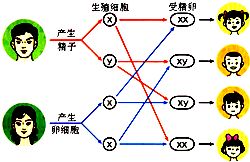 根据生男生女的图解,判断下列说法不正确的是 A.当受精卵含有XY染色体时,将生长发育成为男孩B. 