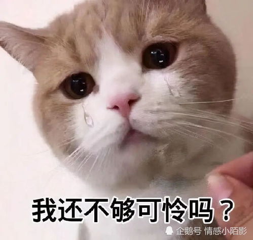 猫咪表情包 谁在呼唤本可爱