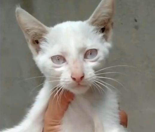 蓝眼睛的白猫,为何天生失聪 关于猫的眼睛还有多少是你不知道的