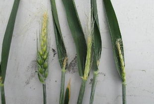 导致小麦不出穗的2点因素 种子问题和天气,哪种影响大