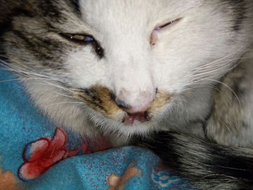 猫咪的嘴巴上面烂了,是什么问题,两只猫都是,要去医院看看嘛 