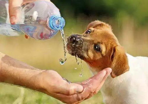 狗狗 水 中毒后如何第一时间急救
