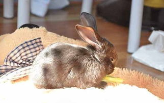 兔子耳螨复发的几率,白兔耳螨复发的几率