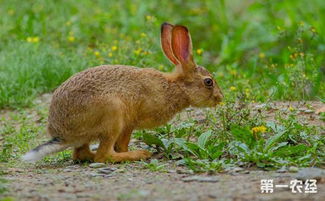 野兔和家兔有什么区别 野兔和家兔的区别
