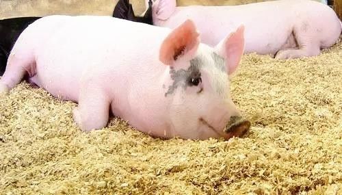 奇 他把猪埋在地下养,四个月长三百多斤 