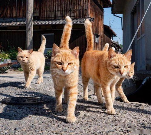 日本猫岛上为什么有这么多猫
