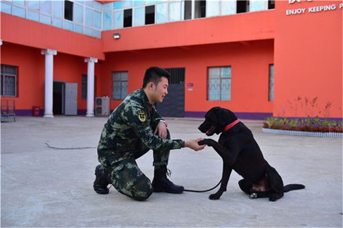 上海训犬师培训费大概是多少 