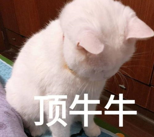 不要盲目养猫,养猫之前看看这些注意事项吧