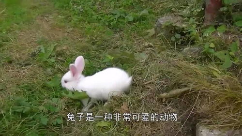 刚出生的小兔子,为什么兔妈妈会选择咬死它们 
