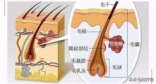 勤洗头,防秃头 ,这个身体冷知识,很多人都不知道