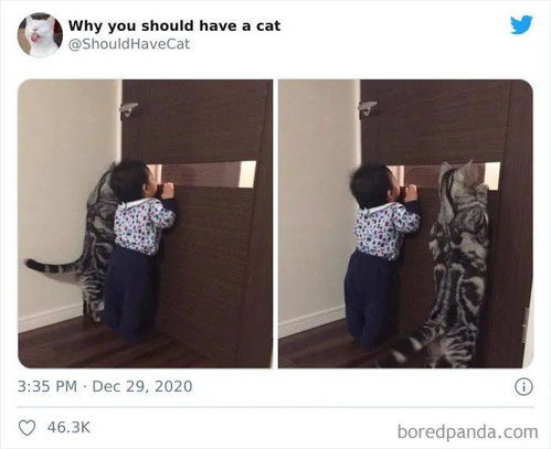 如何说服父母养猫