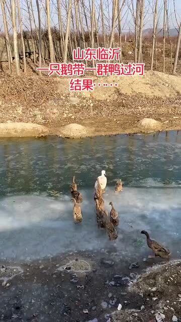 一只鹅带着一群鸭子过河 冰上走真很危险,小鸭子注意安全 