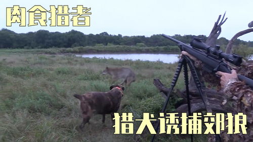 猎犬捕猎纪录片