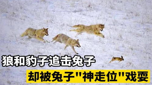 豹子和四匹狼猛追野兔,兔子不慌,神走位惊呆众人,被耍得团团转 