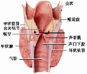 喉癌恶性晚期能活多久(喉癌晚期能活多久 m.由来.cn)