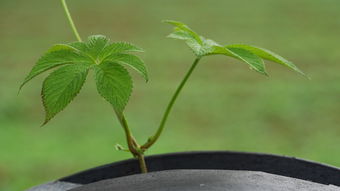 蔬菜种植观摩心得体会（蔬菜种植观摩