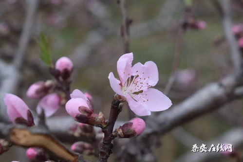 掐苜蓿,采野菜,匀桃花 最真实的秦安一角