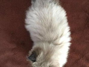 图 诚品犬舍 正规猫舍出售折耳猫 猫纯种 北京宠物猫 