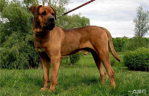 世界十大斗狗品种排名 打架最厉害的狗前十名