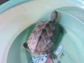 谁能告诉我我的乌龟有多大 