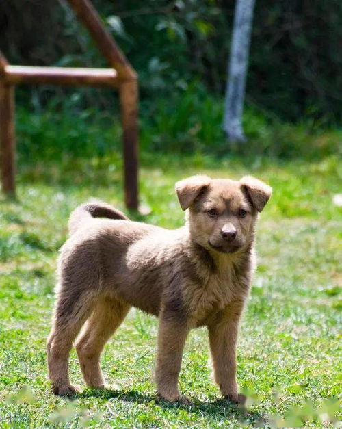 柴犬越被人们喜欢,中华田园犬越尴尬,优缺点一样我们为啥会输