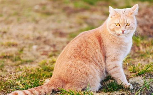 猫咪寿命有多长 5招帮猫咪延长寿命