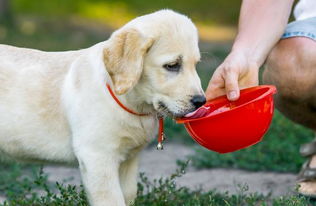 狗狗饮水禁忌多,不注意有害无益,做到合理饮水,它健康你开心