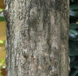 科普 紫檀 豆科紫檀属乔木 的形态特征 