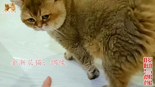 给八只猫第一次喂鱼干,原来小视频上有人科普猫不爱吃鱼是对的