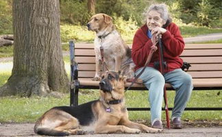 老人养狗有什么好处 研究343万老年人后,发现他们会受狗狗影响 